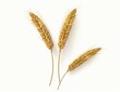 Three stalks of wheat