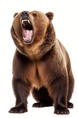 Wall Mural - Large brown bear standing on all fours with mouth wide open roaring