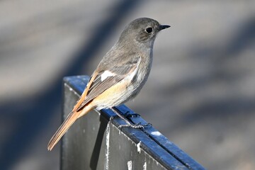 Sticker - A female daurian redstart. A Muscicapidae migratory bird with white spots on its wings. Females have a grayish overall body color compared to the bright males.