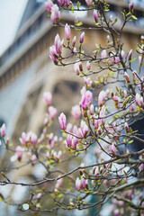 Wall Mural - Pink magnolia flowers in full bloom with Eiffel tower in the background