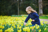 Fototapeta Tulipany - Adorable preschooler girl enjoying nice spring day in park during jonquils blooming season