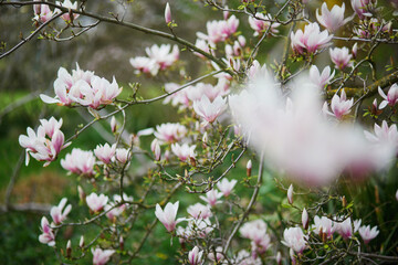 Wall Mural - White magnolia in full bloom on a Parisian street on a spring day