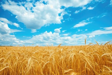 Wall Mural - Golden wheat field under a blue sky