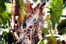 Portrait Of A Beautiful Giraffe Sticking Its Tongue Out.