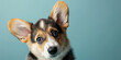 © Tepsarit - Adorable corgi puppy with curious questioning face isolated on light blue background with copy space.