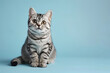 American shorthair cat adorned with tiger, zebra stripes sitting and looking at camera. isolated on pastel blue background with copy space for text.