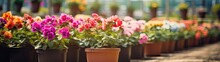 Colorful Flowers With Green Leaves Growing In Clay Pots Of Blurred Greenhouse In Daylight