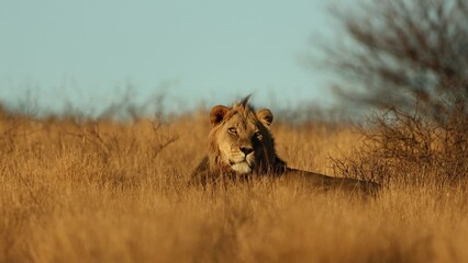 Wall Mural - big male african lion (panthera leo) in early morning light, kalahari desert, south africa
