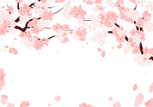 Spring Sakura Frame. Cherry Blossom Background. Illlustration. Sakura Bloom Border.