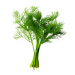 © Rawf8 - Dill fresh bunch isolated on white trnsparent, PNG