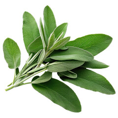 Wall Mural - Fresh sage herb leaves isolated on white trnsparent, PNG