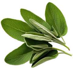 Wall Mural - Fresh sage herb leaves isolated on white trnsparent, PNG