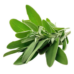 Wall Mural - Fresh sage herb leaves isolated on white trnsparent, PNG