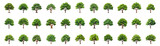 Fototapeta  - set of illustration of tree. forest trees evergreen. isolated on white background.