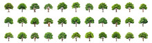 Set Of Illustration Of Tree. Forest Trees Evergreen. Isolated On White Background.