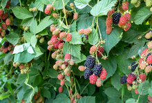 Berries Hybrid Of Blackberries And Raspberries (black Raspberries) In The Garden. Natural Background