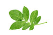 © Art Jabz - leaf plant isolated on transparent background