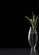 lucky bamboo in glass vase on table with black background