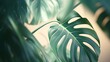 Soft sunlight filters through a Monstera leaf, casting a calming play of shadows and highlights in close detail