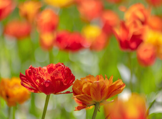 Canvas Print - red and orange bright tulips background