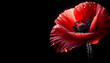 bright red poppy flower isolated on black. Generative AI