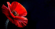 bright red poppy flower isolated on black. Generative AI