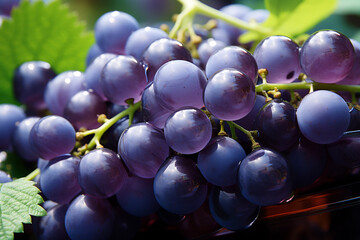 Poster - Grapes - A bunch of purple and green abstract orbs clustered together.