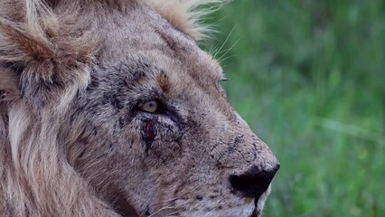 Wall Mural - Male lion with a bloody scar under the eye close-up