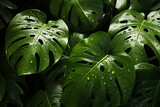 Fototapeta  - Monstera - Large, hole-punched abstract green leaves.