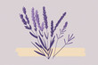 English lavender and true lavender also garden lavender, common and narrow-leaved lavender.Vector illustration isolated on white background. For template label, packing, web, menu, logo, textile, icon