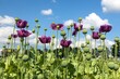 Flowering opium poppy field in Latin papaver somniferum