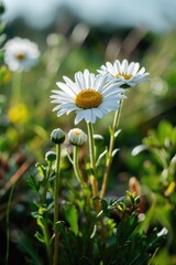 Poster - A close-up view of a bunch of flowers in a field. Perfect for adding a touch of nature to any project