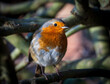 British Robin sits on a branch in a tree bathed in sunlight