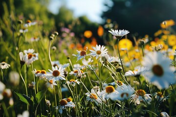 Poster - A picturesque field filled with beautiful white and yellow flowers. Perfect for nature-themed designs and springtime concepts