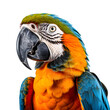 macaw on transparent or white background. flying macaw parrot PNG