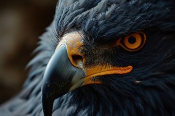 Poster - A detailed close-up image of a bird of prey. This picture can be used to depict the fierce and majestic nature of these birds.