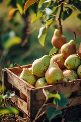 Poster - A wooden crate filled with an abundance of fresh green pears. Perfect for food and nutrition-related projects
