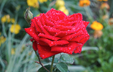 Wall Mural - Water drops on a rose flower