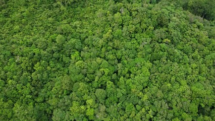 Wall Mural - Aerial view of rainforest. Flight over the forest