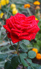 Wall Mural - Water drops on a rose flower