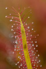 Poster - Leaves of a sundew (Drosera capensis Red). Image with selective blur