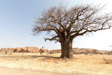 Landscape of Mapungubwe national park