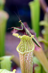 Sticker - A mantis (Mantis religiosa) perched on the carnivorous plant Sarracenia leucophylla x Sarracenia Hummers Hammerhead