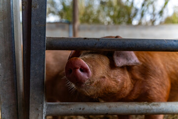 young pigs in a barn 