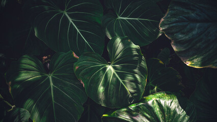 Wall Mural - tropical leaves texture,abstract nature leaf green texture background.vintage dark tone,picture can 