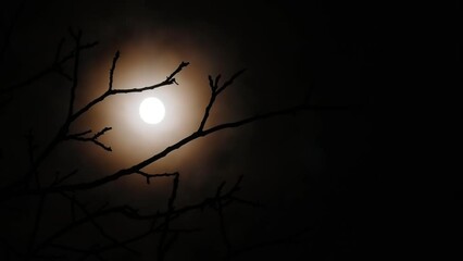 Wall Mural - Full moon with flying clouds behind the branches of a tree without leaves on a dark cloudy night. Real shooting through a telephoto lens. Soft selective focus
