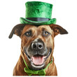 Cute dog with green hat