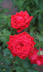 Wall Mural - Water drops on a rose leaf