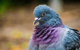 Fototapeta Tęcza - Colurful pigeon on a blurry background