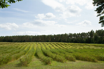 Aronia (chokeberries) growing in a field - in the summer time	
